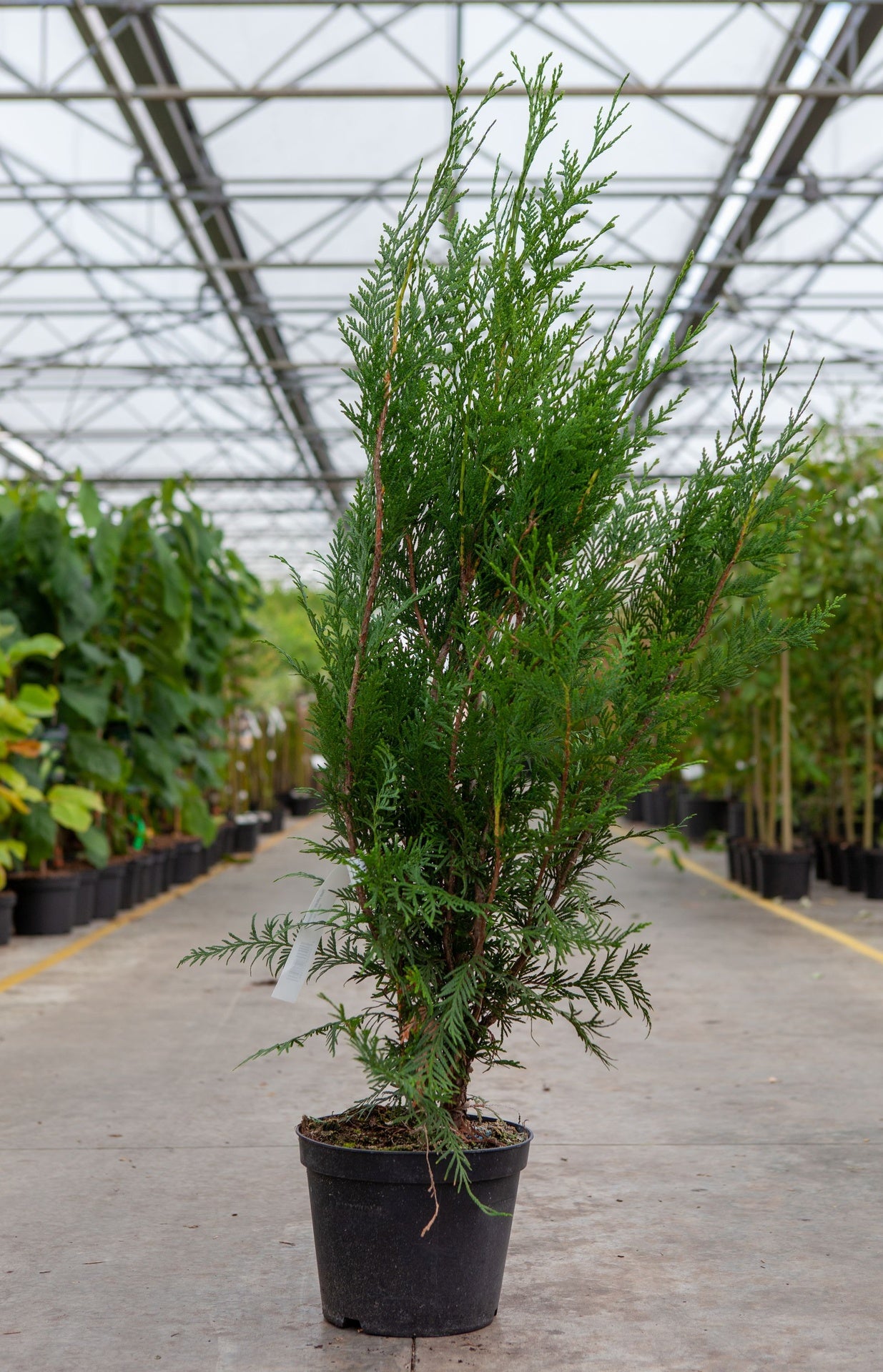 Thuja plicata 'Atrovirens'