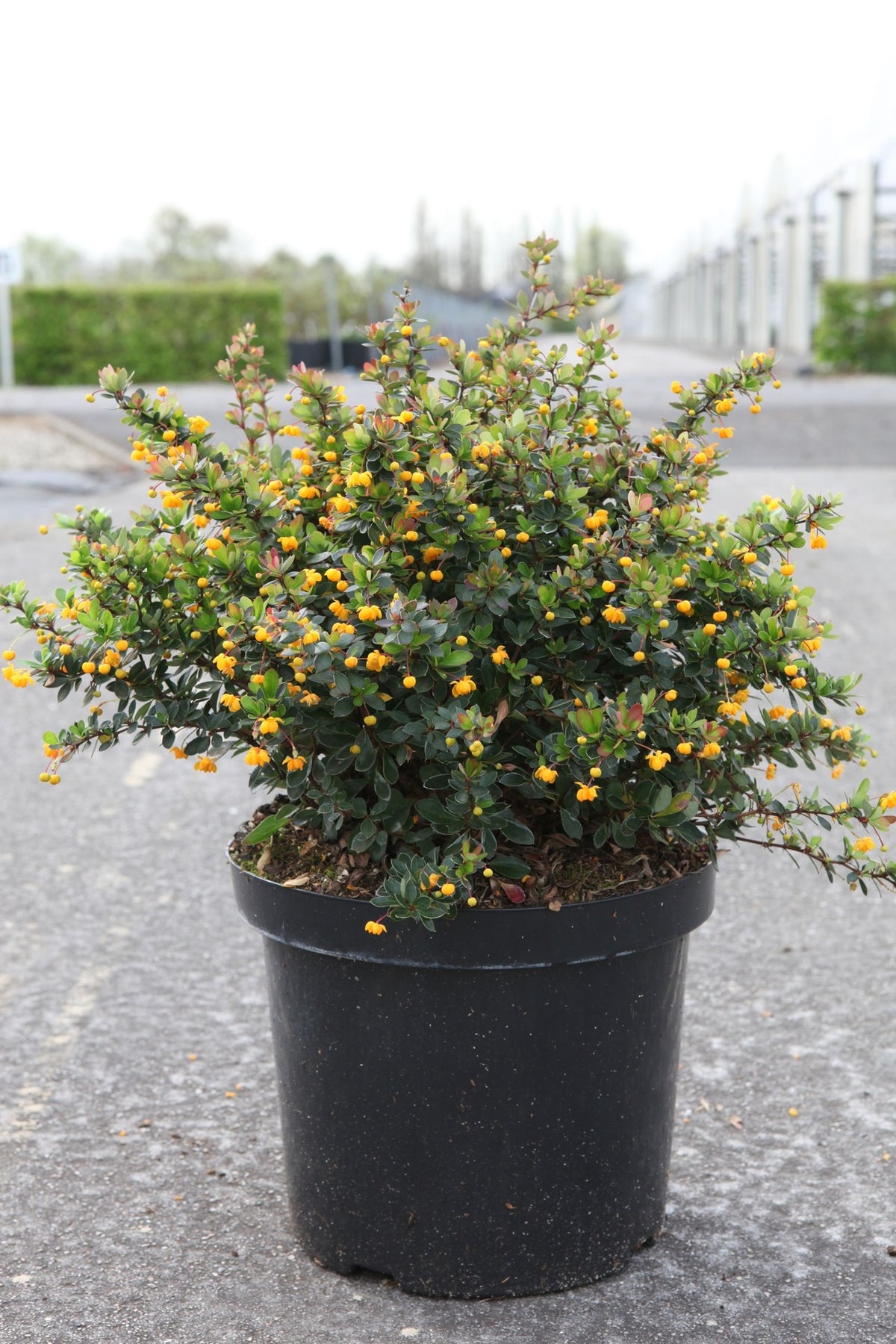 Berberis buxifolia 'Nana'