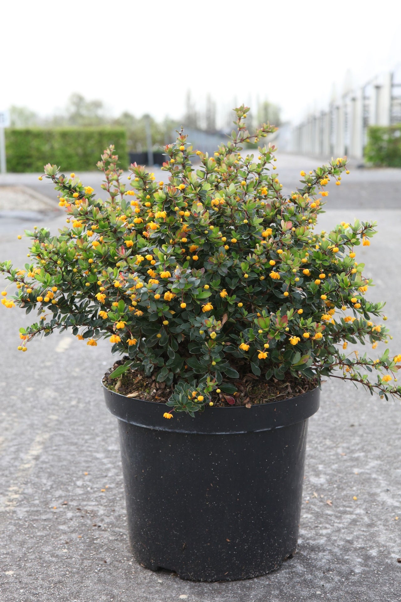 Berberis buxifolia 'Nana'
