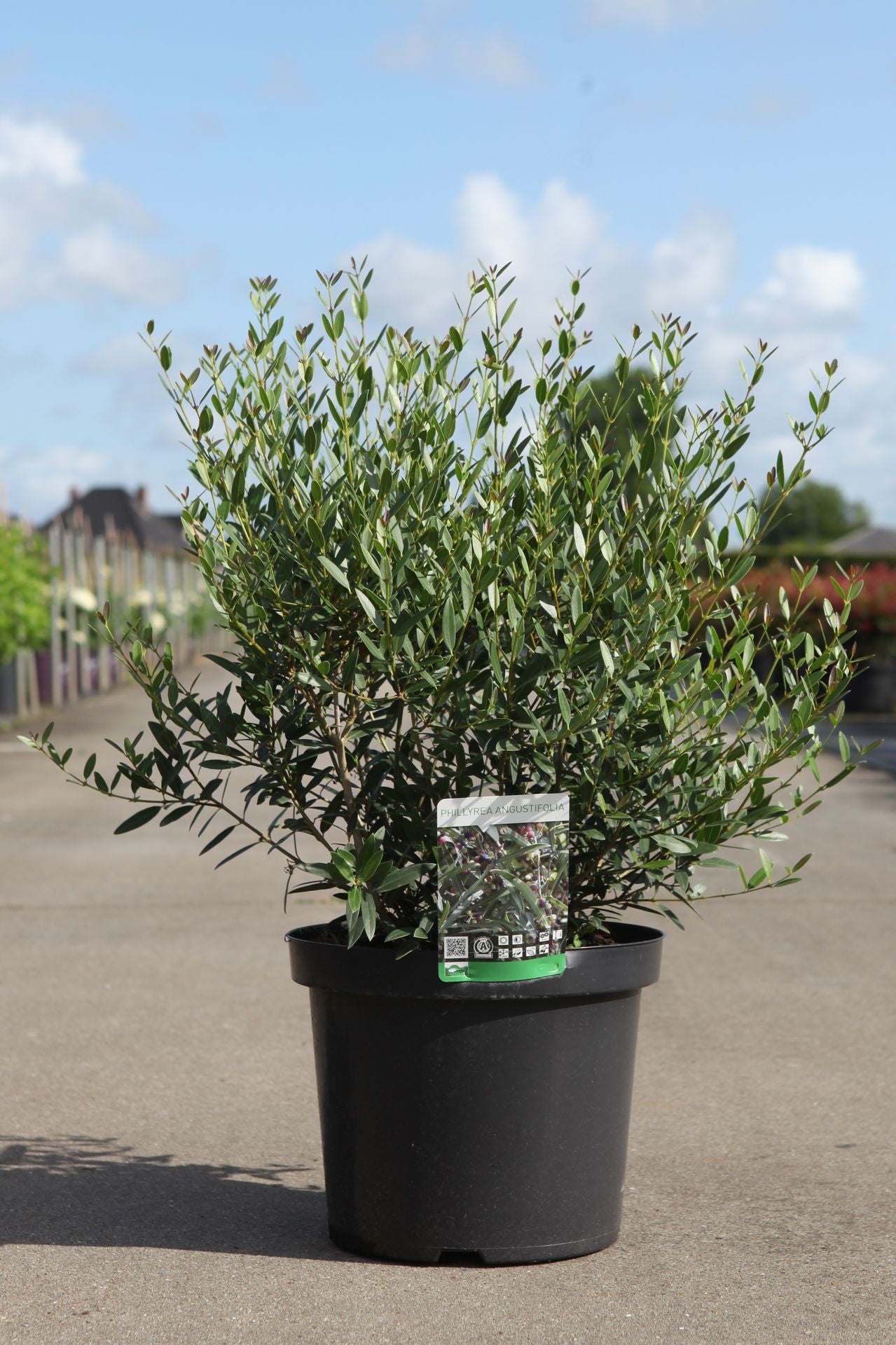 Phillyrea angustifolia