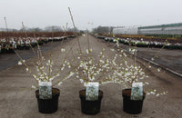 Prunus incisa 'Yamadei'