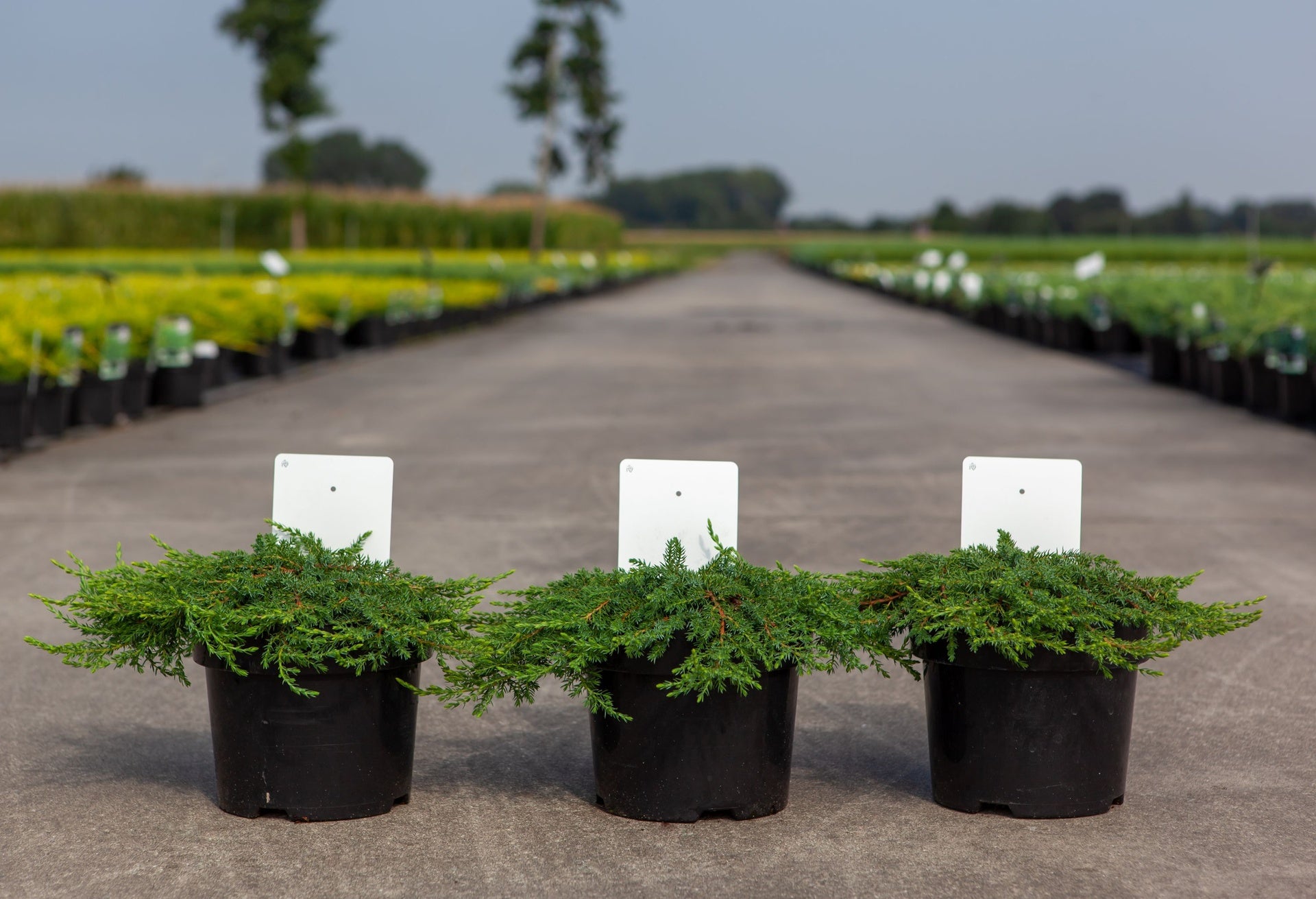 Juniperus communis 'Green Carpet'