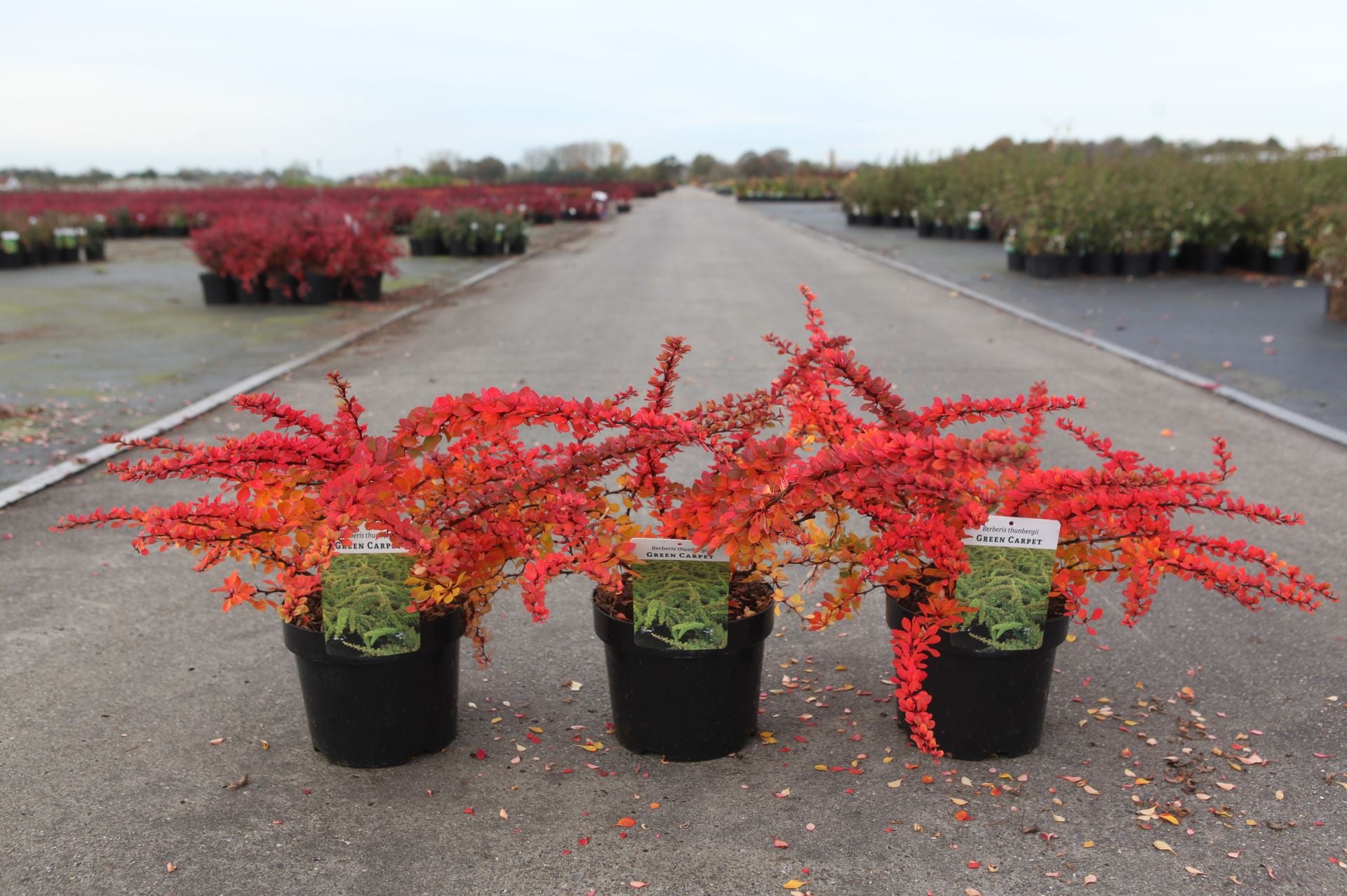 Berberis thunbergii 'Green Carpet'