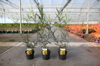 Sophora microphylla 'Sun King'