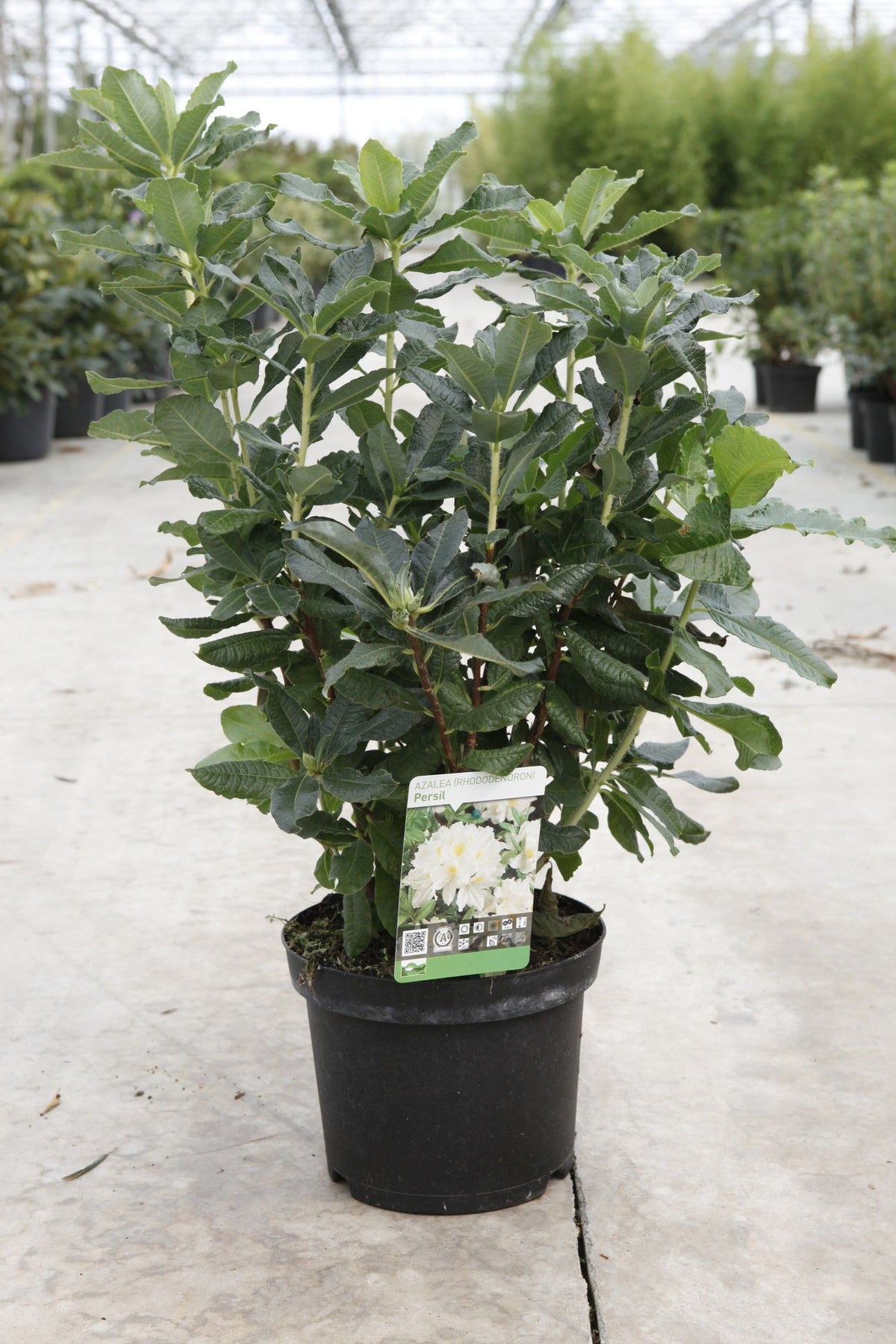Azalea 'Persil'
