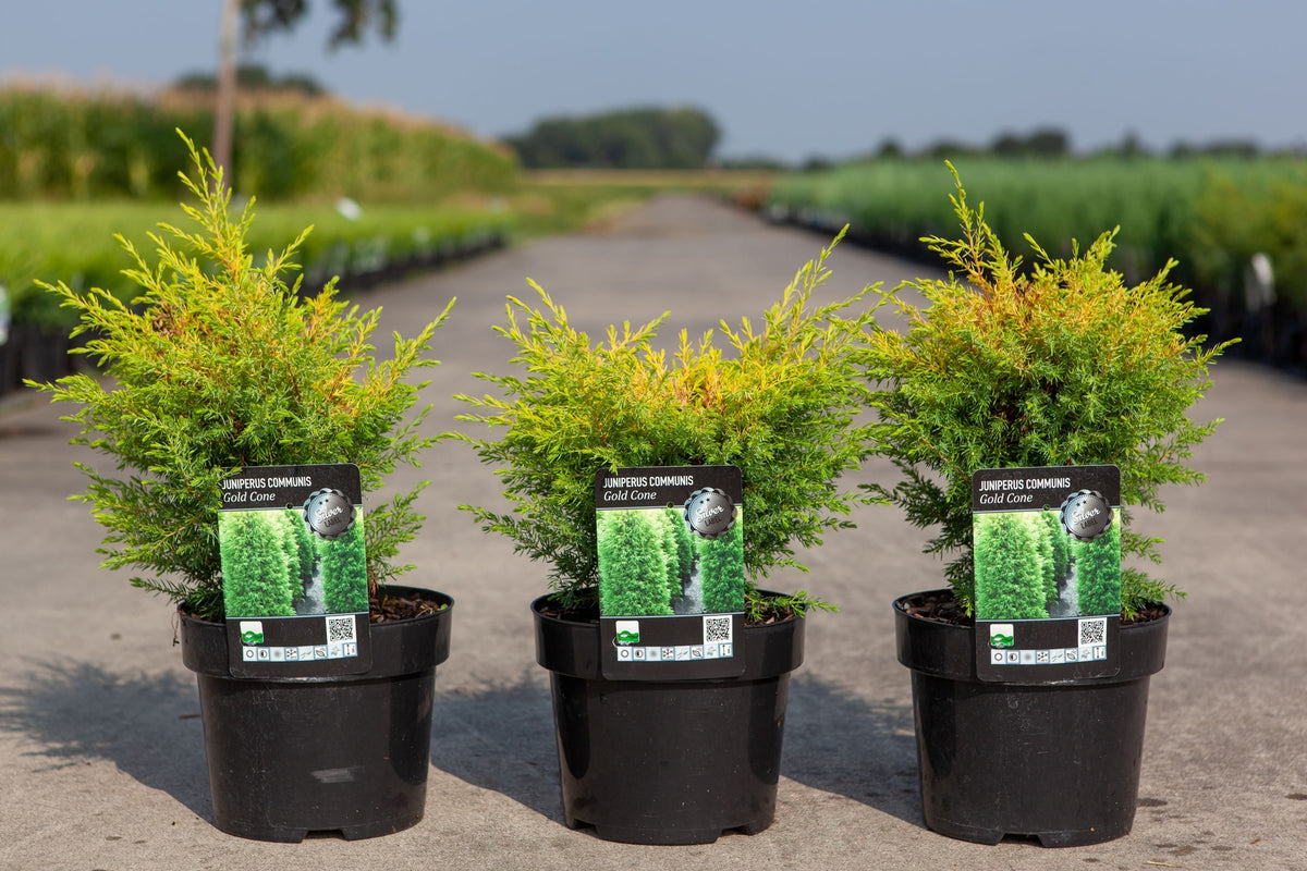 Juniperus communis 'Gold Cone'
