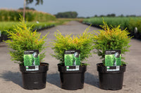 Juniperus communis 'Gold Cone'