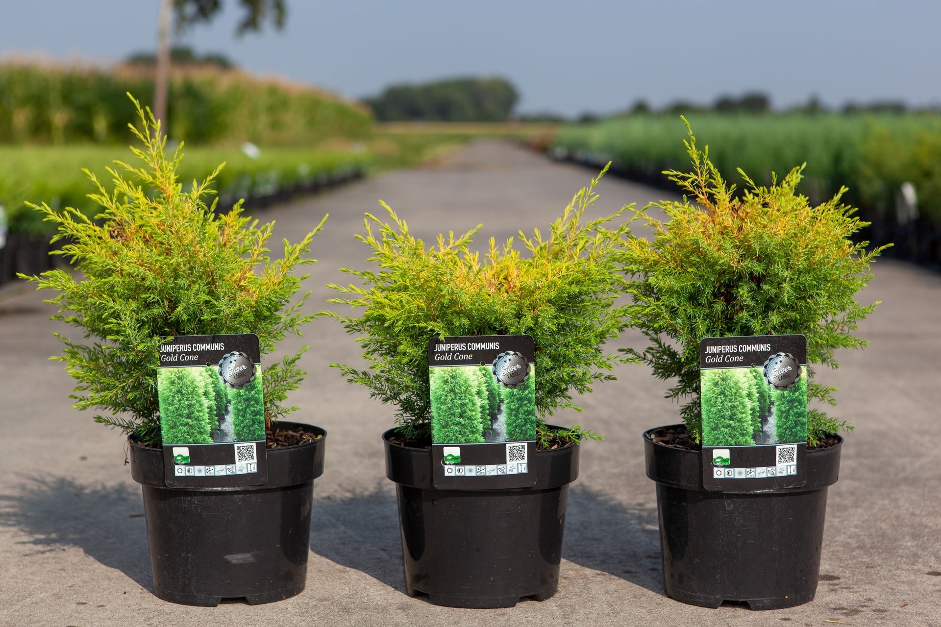 Juniperus communis 'Gold Cone'