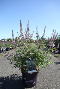 Vitex agnus-castus First Editions© 'Galactic Pink©'