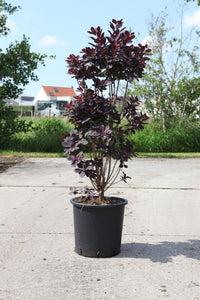 Cotinus coggygria 'Royal Purple'