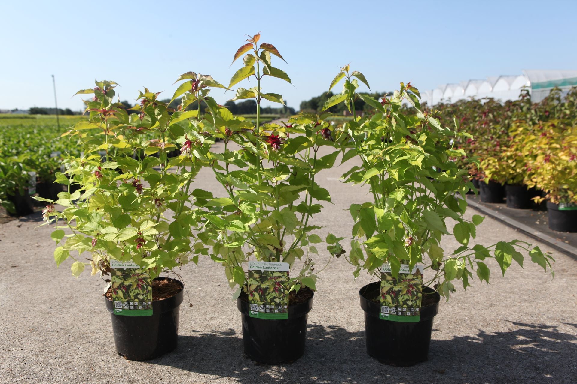 Leycesteria formosa GOLDEN LANTERNS (PBR)