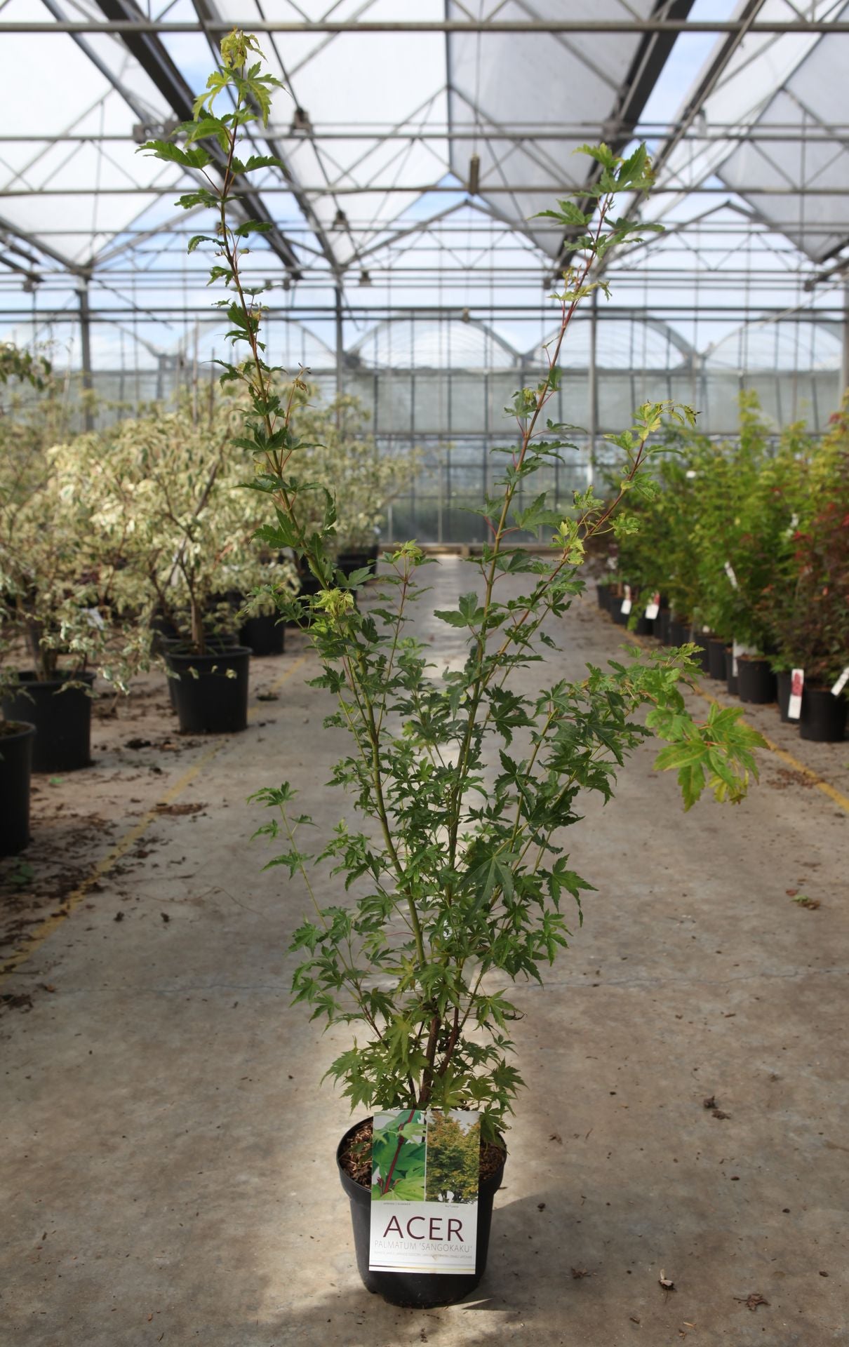 Acer palmatum 'Sangokaku'