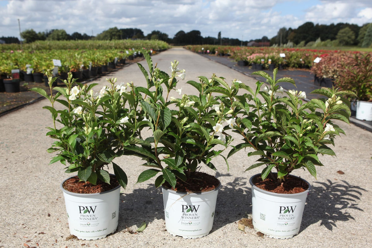 Weigela Proven Winners© COLOURTWIST© SUNNY SIDE UP (PBR)
