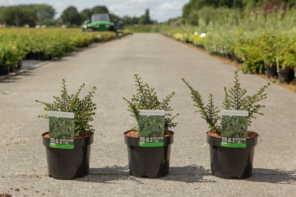 Cotoneaster horizontalis