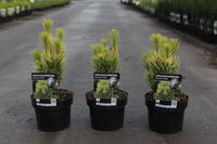 Cephalotaxus harringtonia 'Korean Gold'