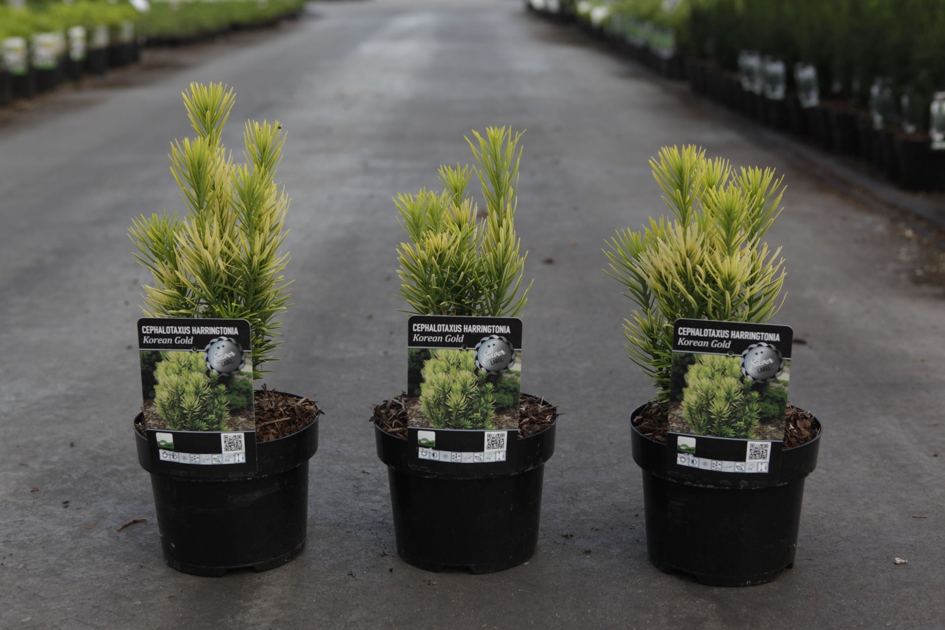 Cephalotaxus harringtonia 'Korean Gold'