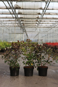 Cotinus coggygria DUSKY MAIDEN (PBR)