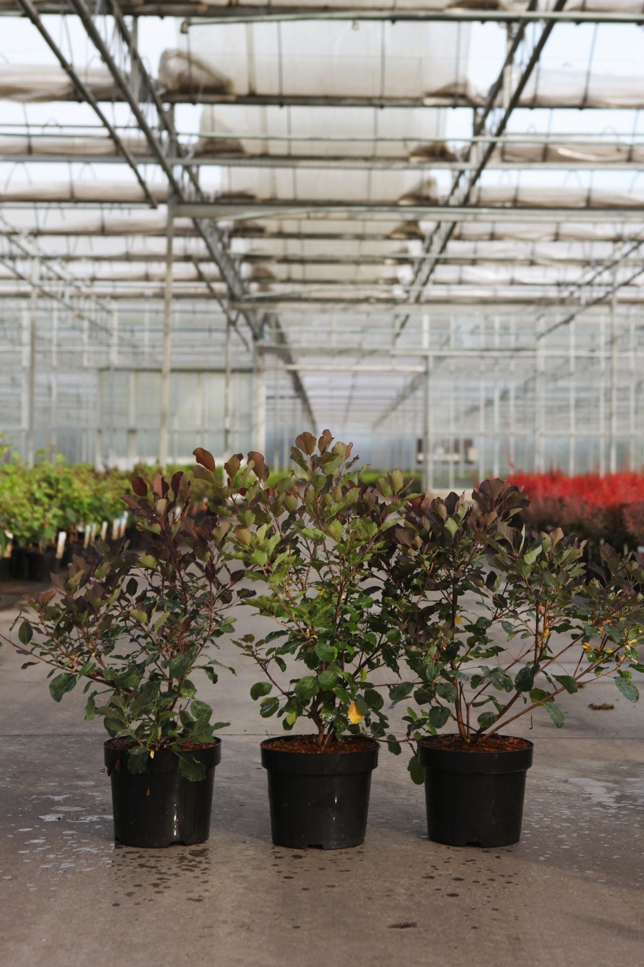 Cotinus coggygria DUSKY MAIDEN (PBR)