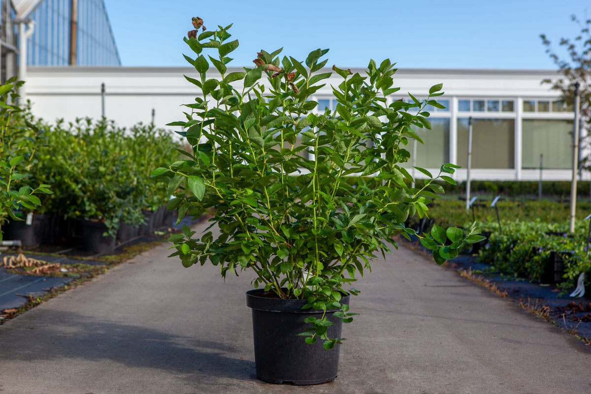 Vaccinium corymbosum 'Bluejay'
