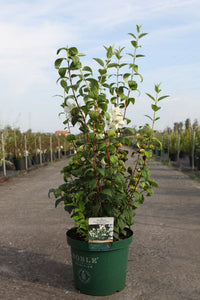Philadelphus 'Snow Dwarf (Little White Love©)'