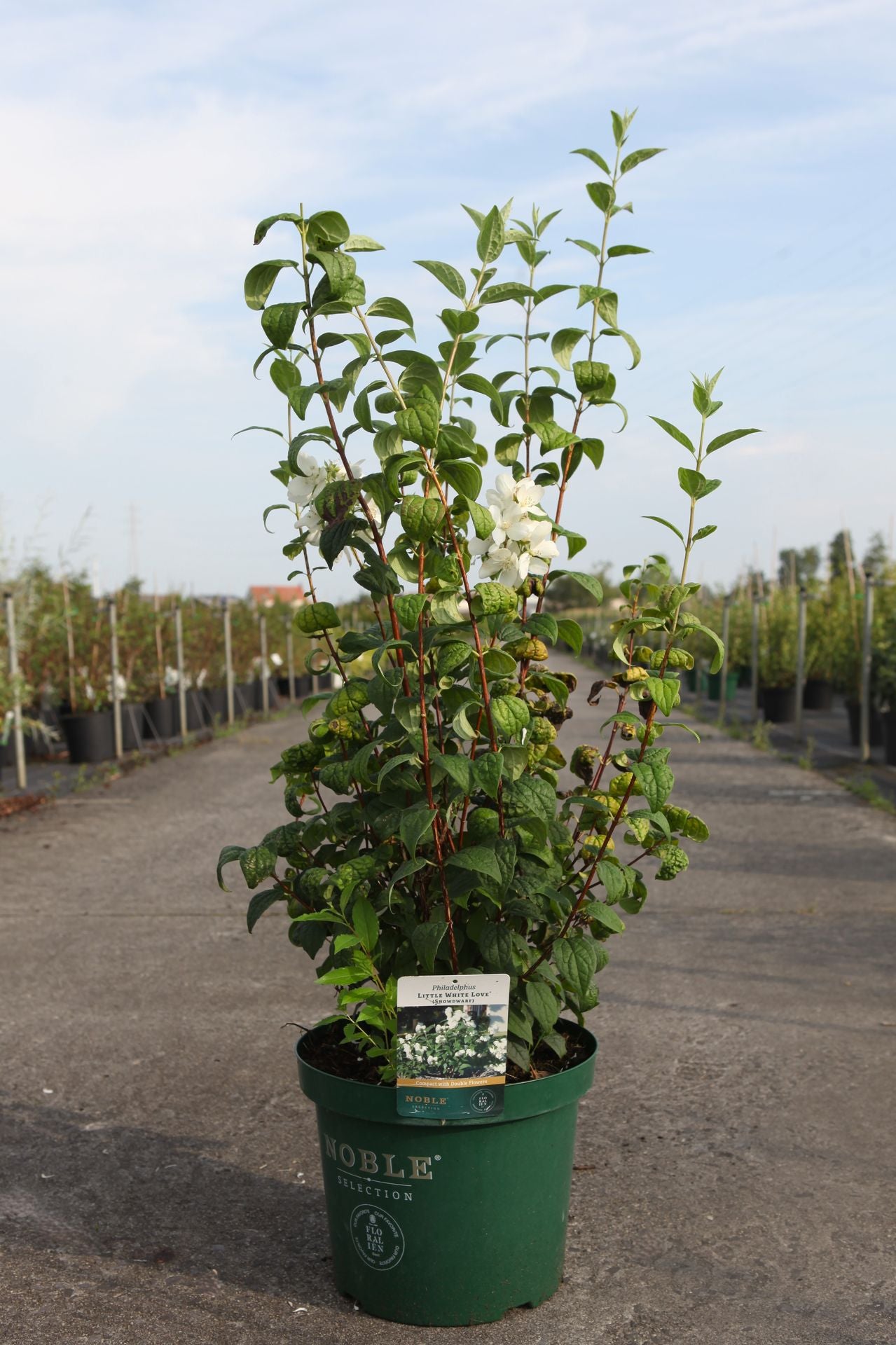 Philadelphus 'Snow Dwarf (Little White Love©)'