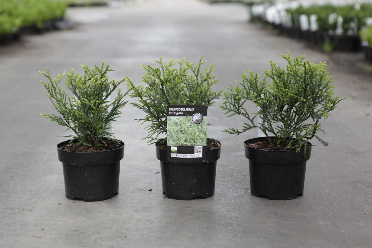 Thujopsis dolabrata 'Variegata'
