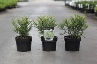 Thujopsis dolabrata 'Variegata'