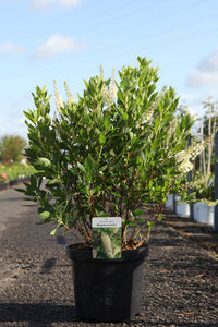 Clethra alnifolia 'Hummingbird'