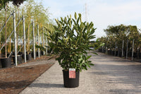 Viburnum nudum 'Brandywine©'