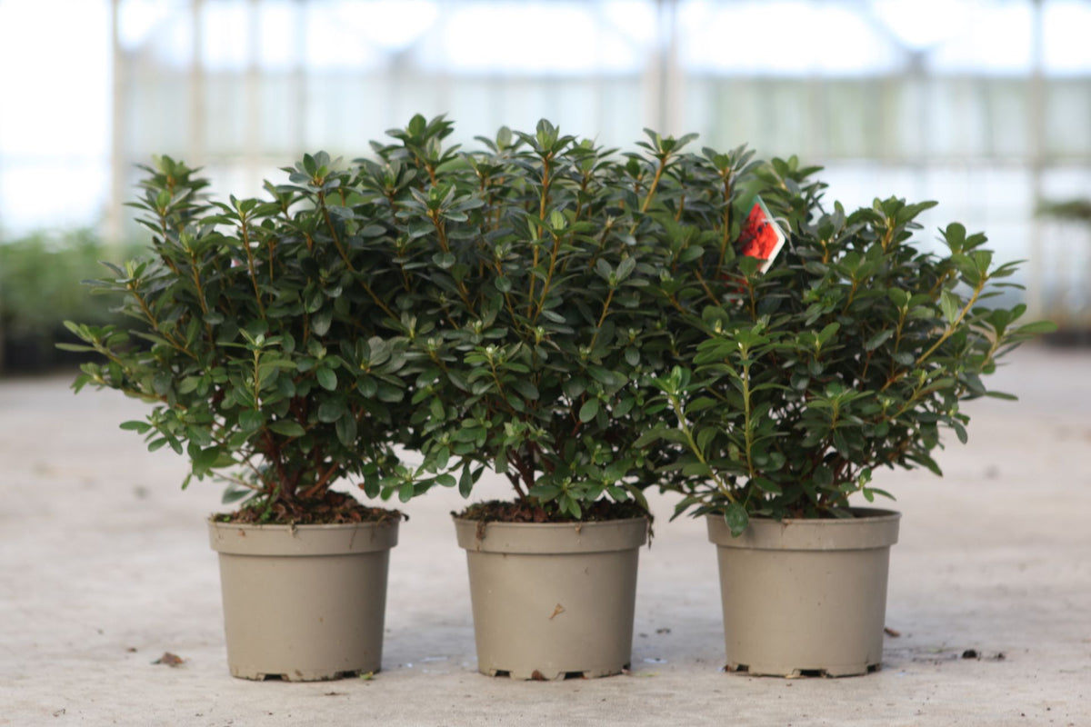Azalea japonica 'Geisha Orange'