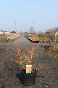 Cornus sanguinea 'Winter Beauty'