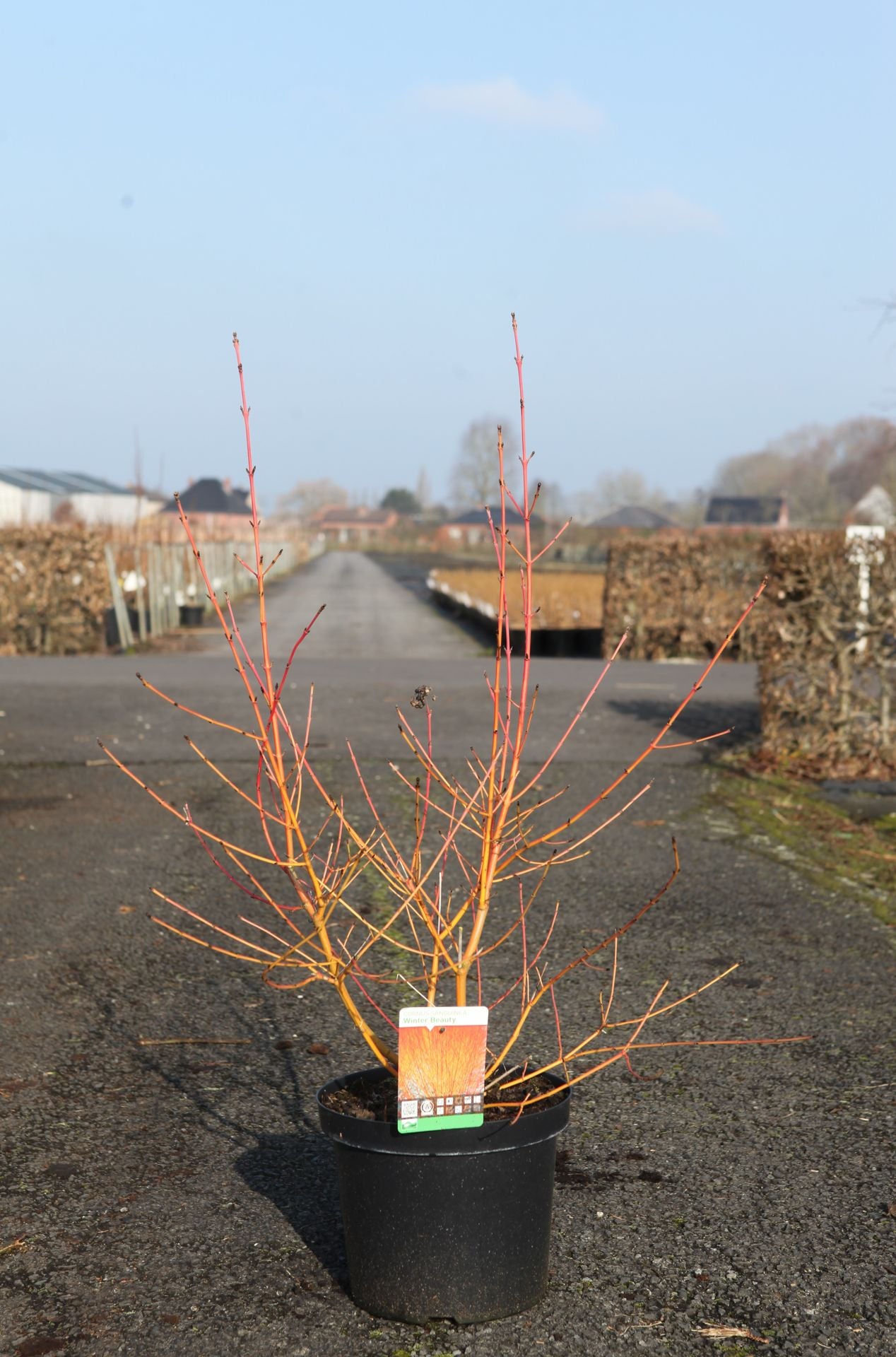 Cornus sanguinea 'Winter Beauty'
