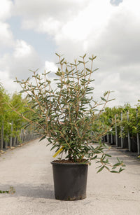 Viburnum 'Pragense'