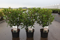 Viburnum tinus SPIRIT (PBR)