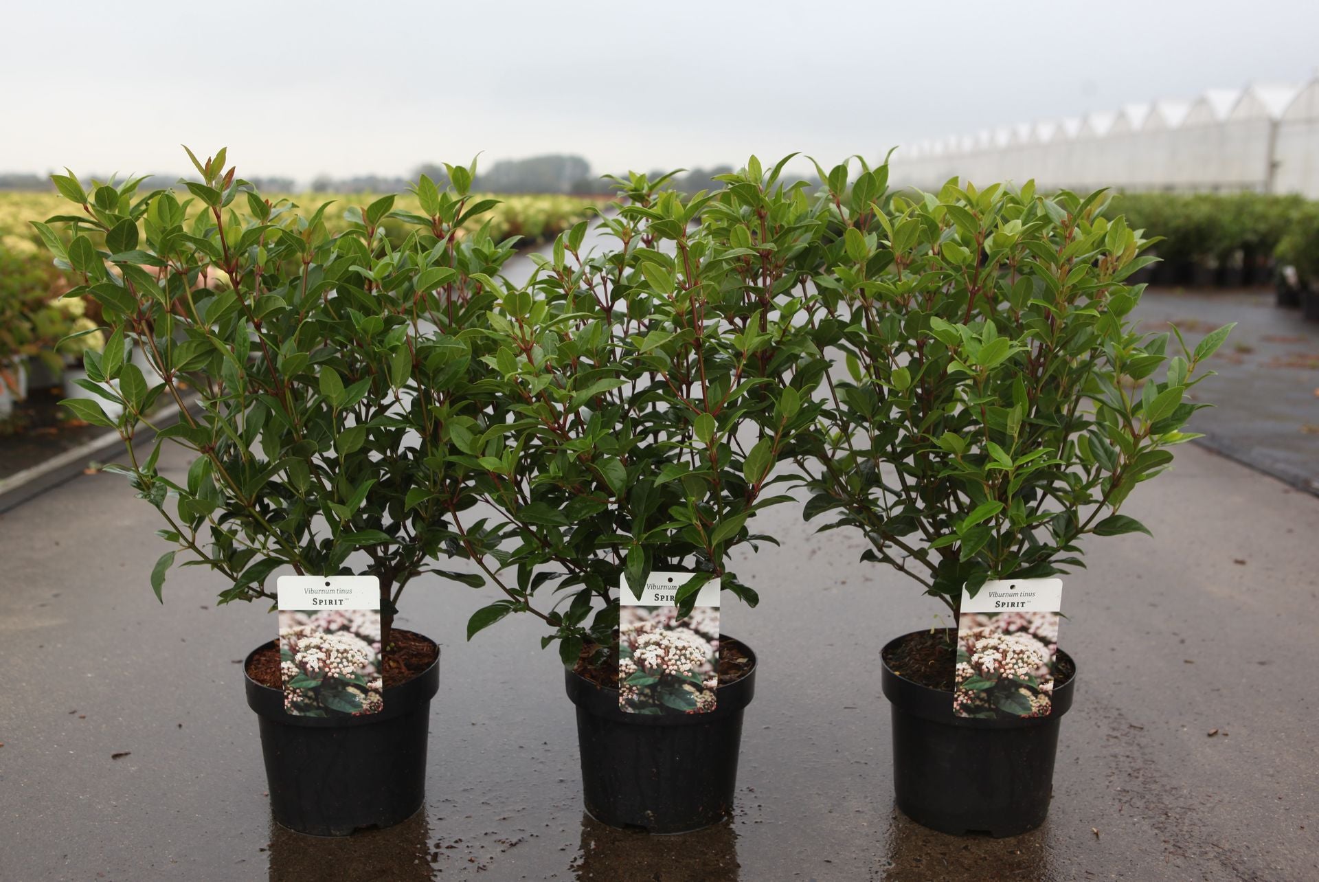 Viburnum tinus SPIRIT (PBR)