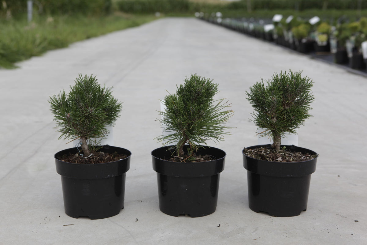Pinus mugo 'Heideperle'