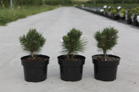 Pinus mugo 'Heideperle'