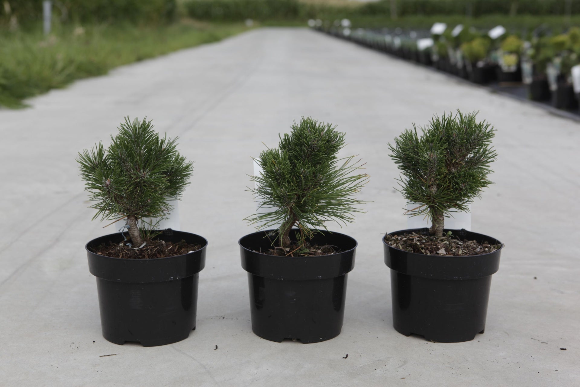 Pinus mugo 'Heideperle'
