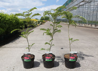 Albizia julibrissin 'Rouge de Tuiliere'