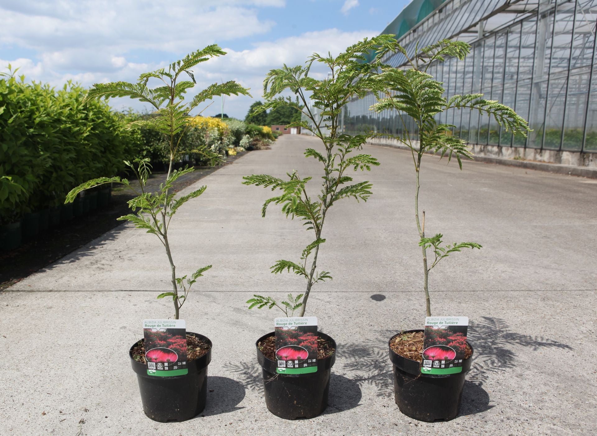 Albizia julibrissin 'Rouge de Tuiliere'
