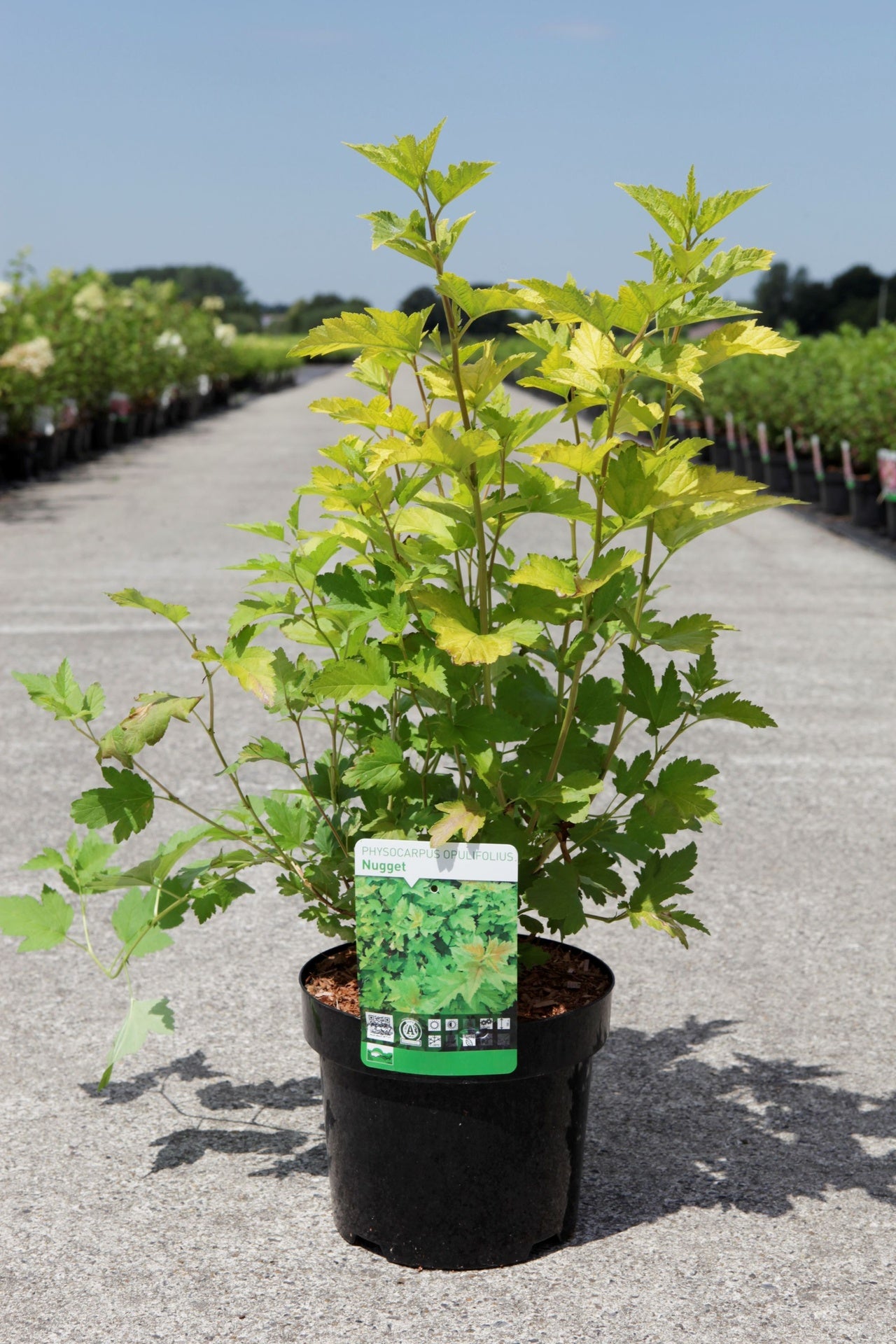Physocarpus opulifolius 'Golden Nugget'
