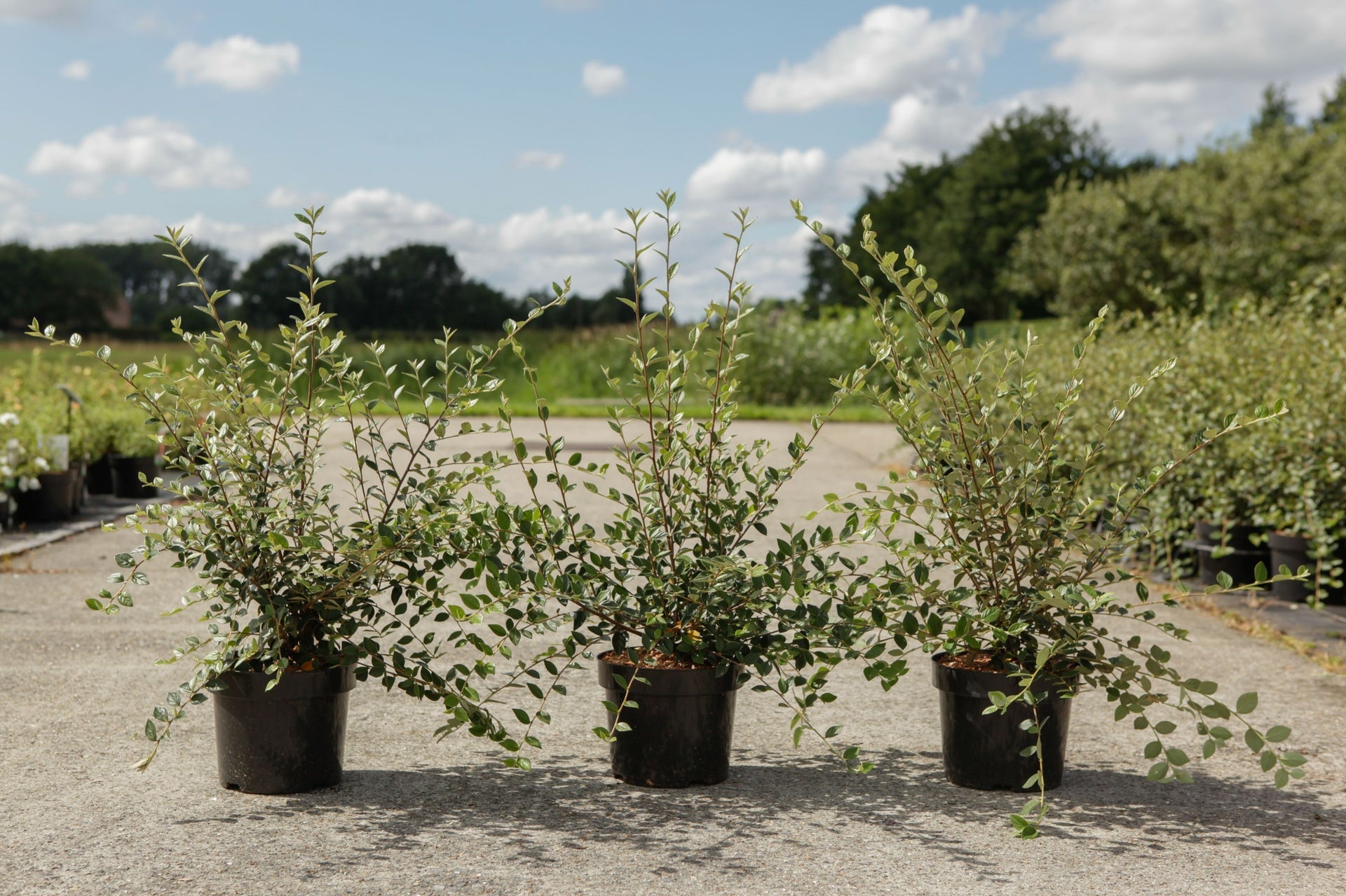 Cotoneaster franchetii