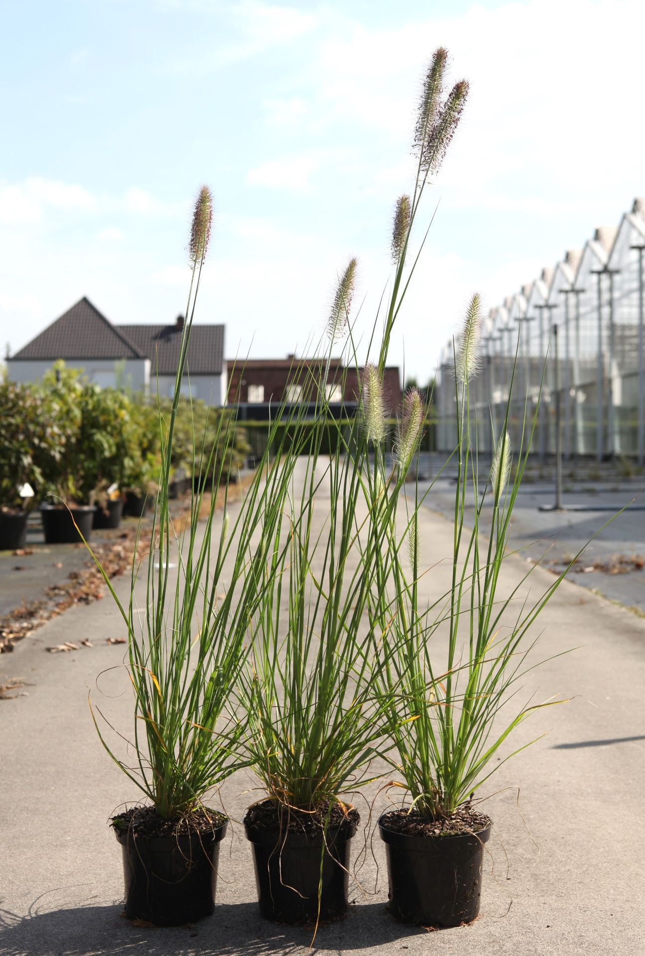 Pennisetum alopecuroides