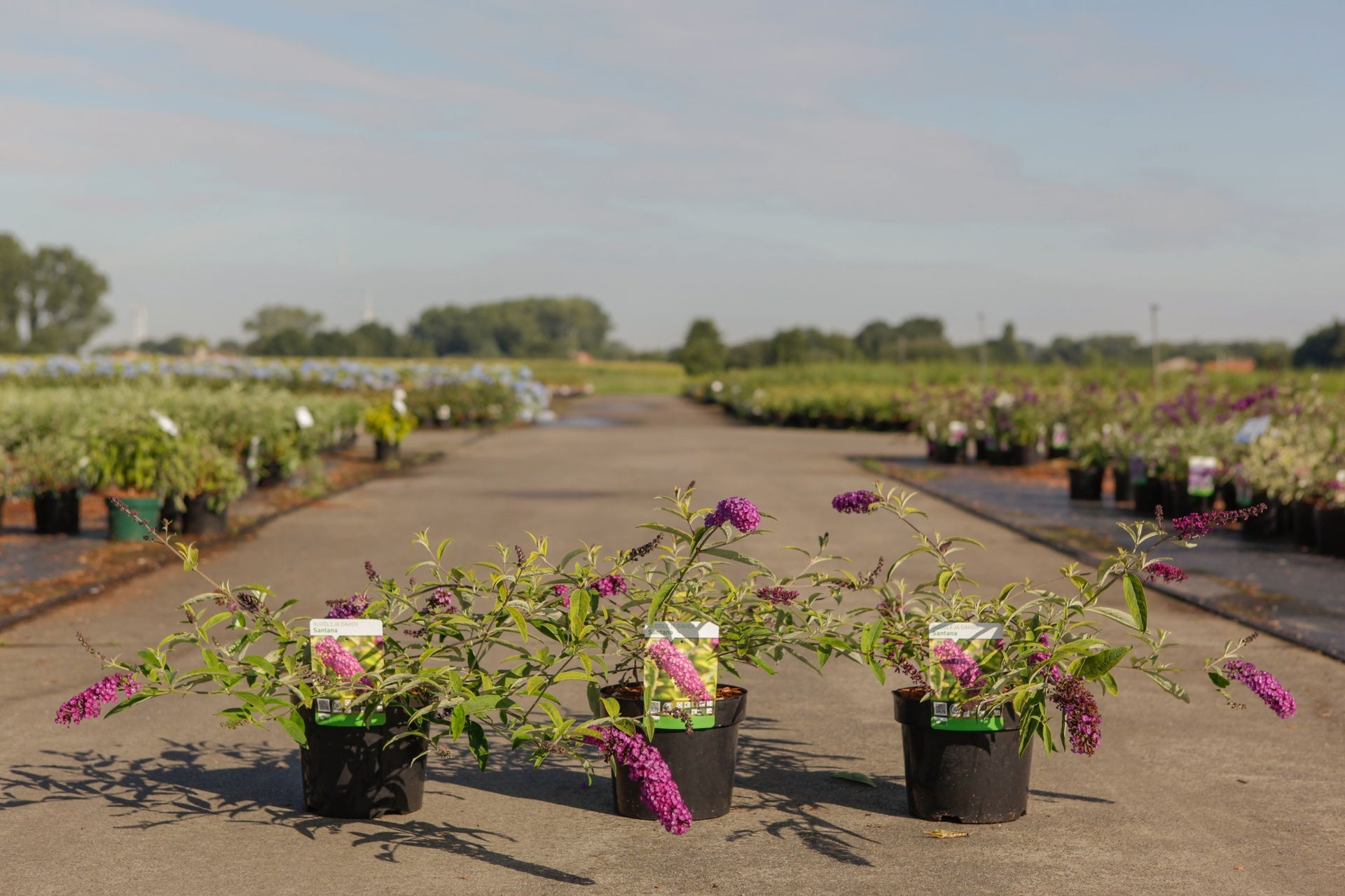 Buddleja davidii 'Santana'