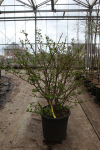 Viburnum plicatum First Editions© 'Opening Day©'