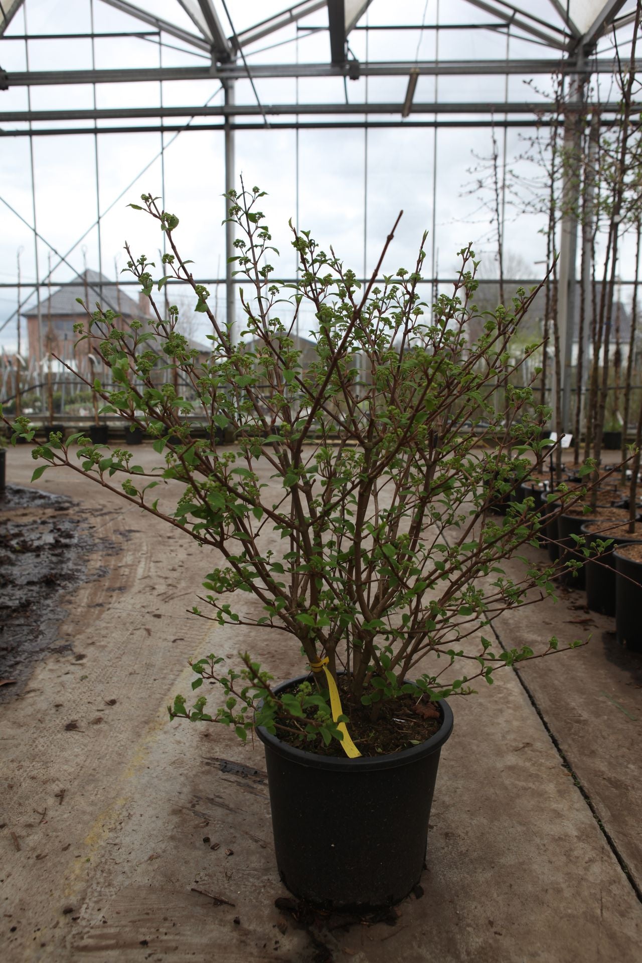 Viburnum plicatum First Editions© 'Opening Day©'