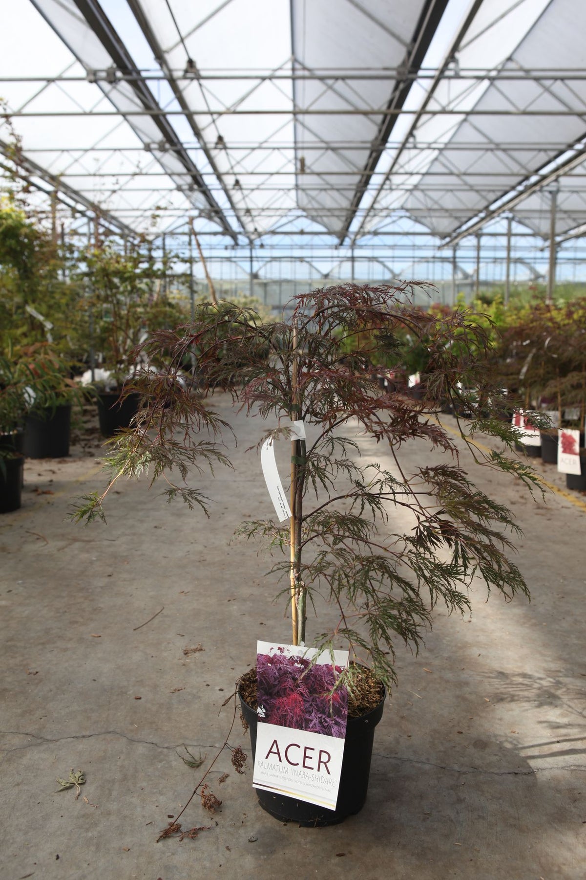Acer palmatum 'Inaba-shidare'