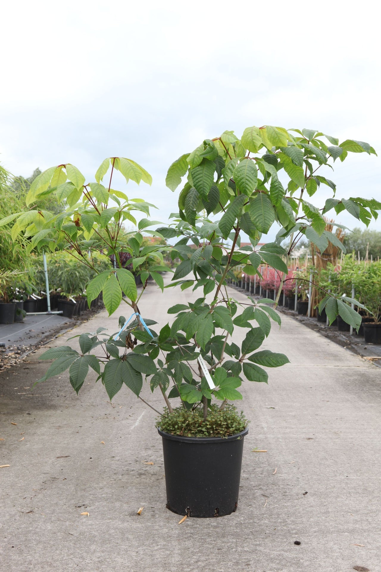 Aesculus parviflora