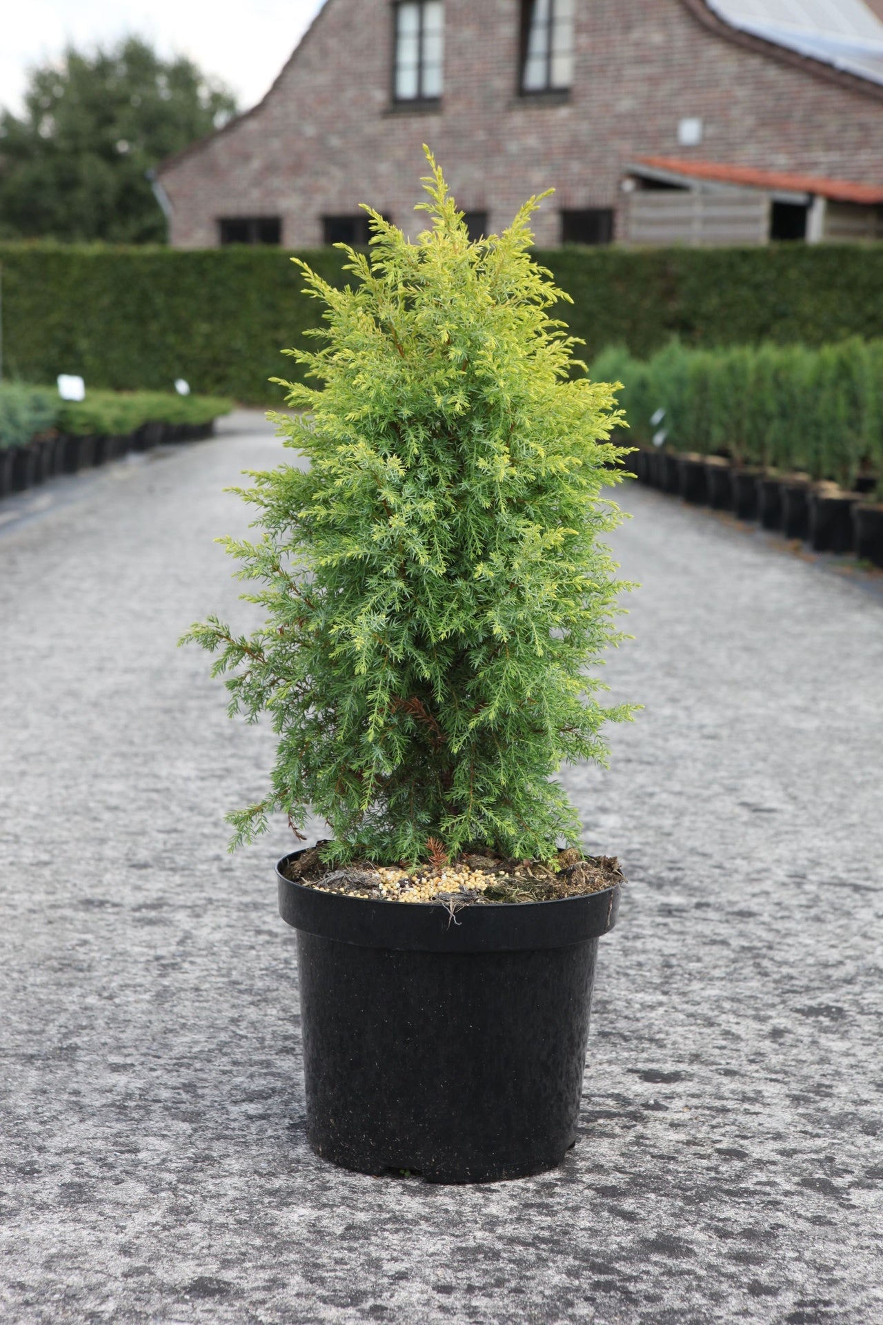 Juniperus communis 'Gold Cone'