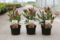 Viburnum odoratissimum COPPERTOP (PBR)